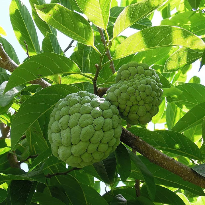 sugar apple seeds
