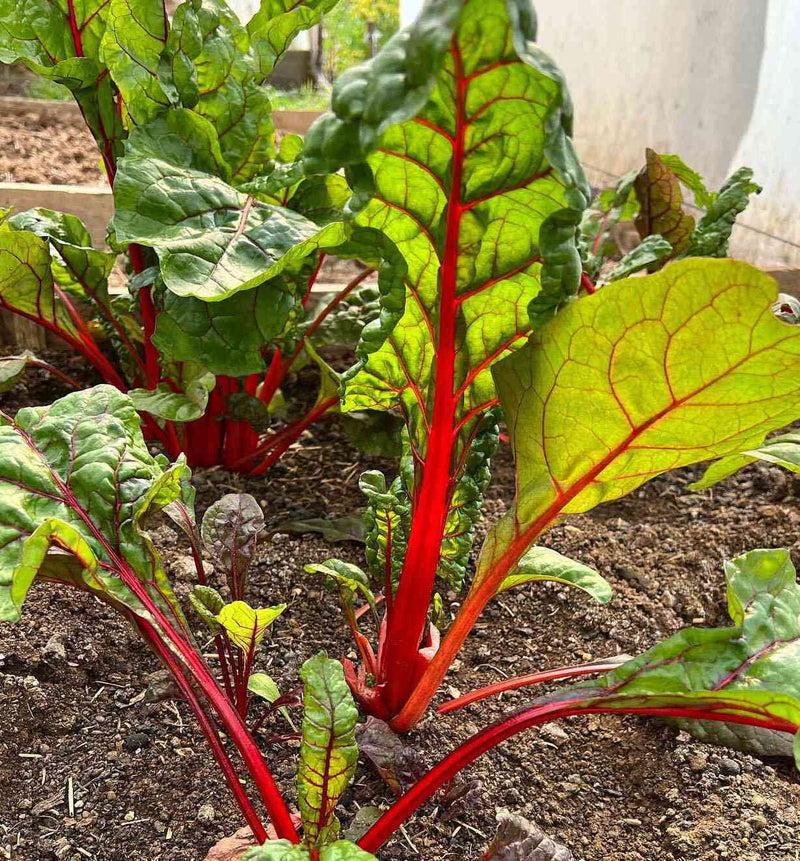 Mixed Swiss Chard Seeds for Planting – Heirloom Garden Collection