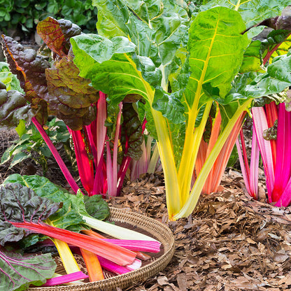 Swiss Chard Seeds