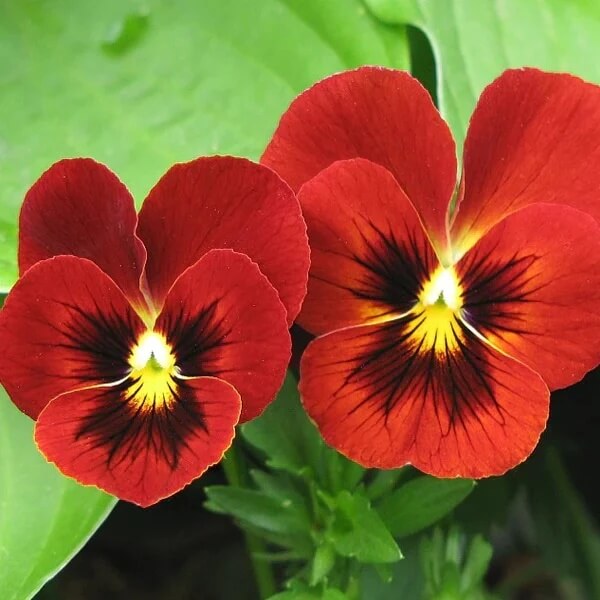 Red Wing Pansy plant