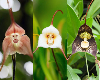 Monkey Orchid flower seeds