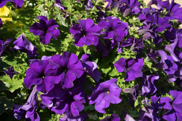 Violet Petunia flower seeds