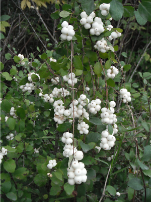 Dwarf Creeping Snowberry Symphoricarpos mollis Berry Seeds for Planting – Heirloom Non-GMO Garden Seeds