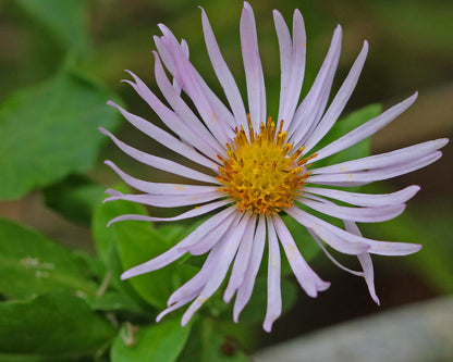 Climbing Aster flower seeds