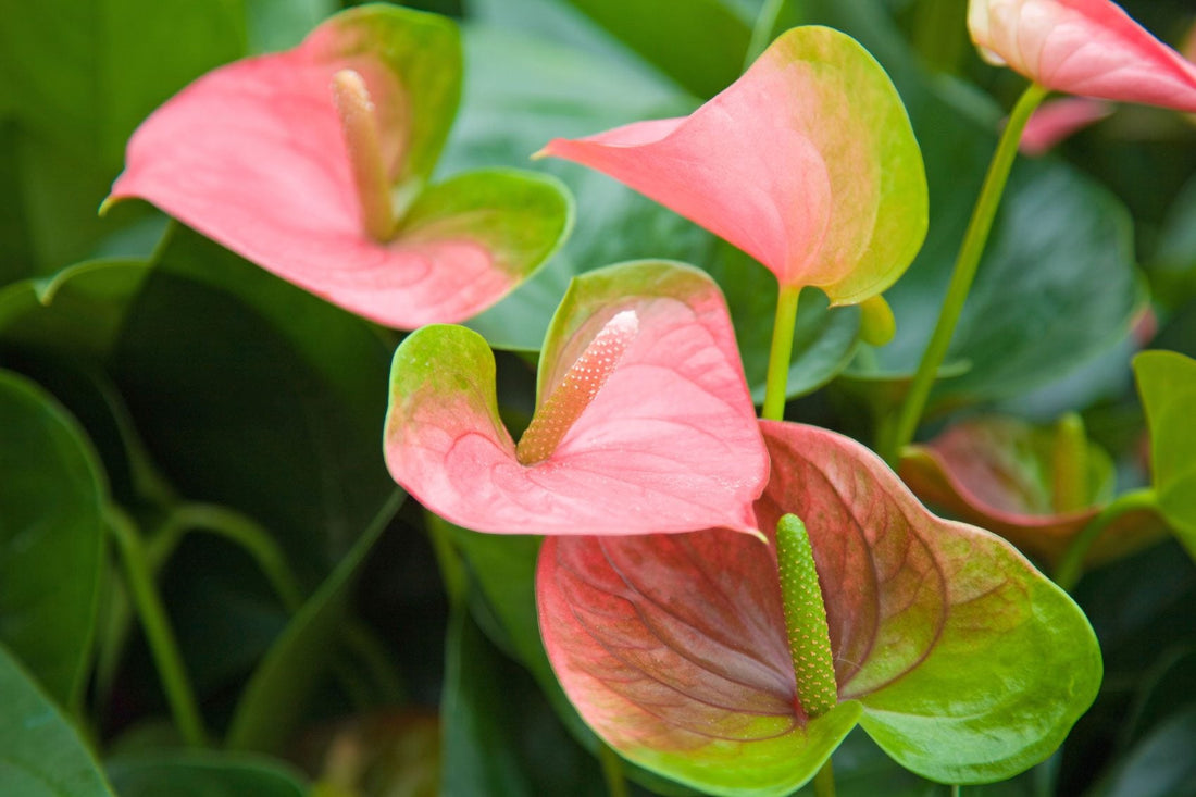Green Pink flower seeds