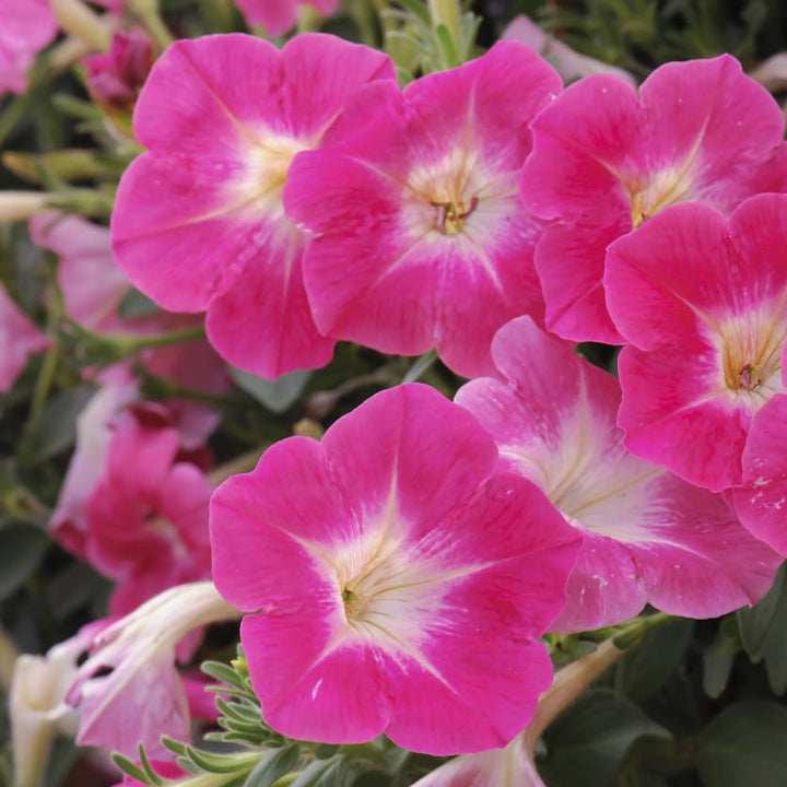 Pink Fuchsia flower seeds