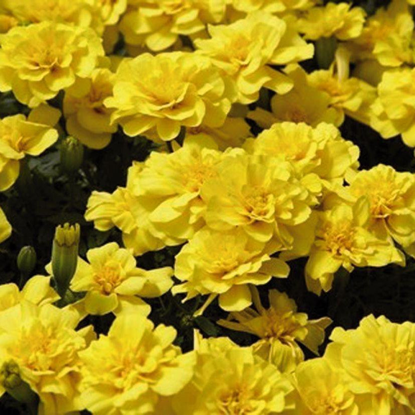 Safari Yellow Marigold plant
