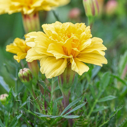Creme Color Marigold plant