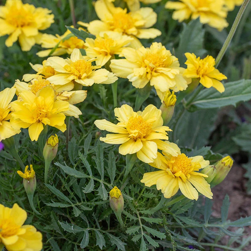 Creme Color Marigold plant