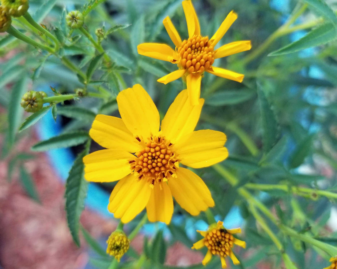 Lemmonii flower seeds