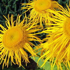 Enula Perennial Flowers Growing in Sunny Garden