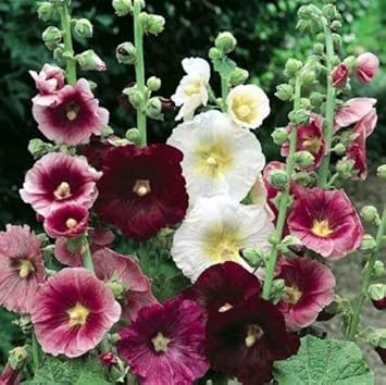 Colorful Hollyhock Flowers in Ornamental Garden Border