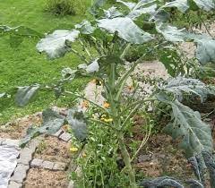 Tall Walking Stick Kale Growing in Garden