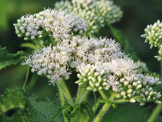 Eupatorium flower seeds
