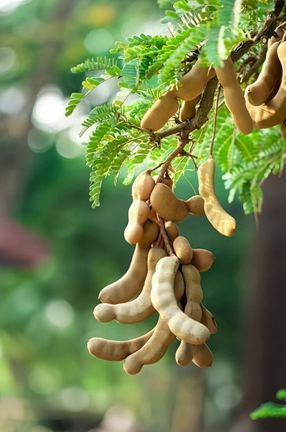 tamarind seeds