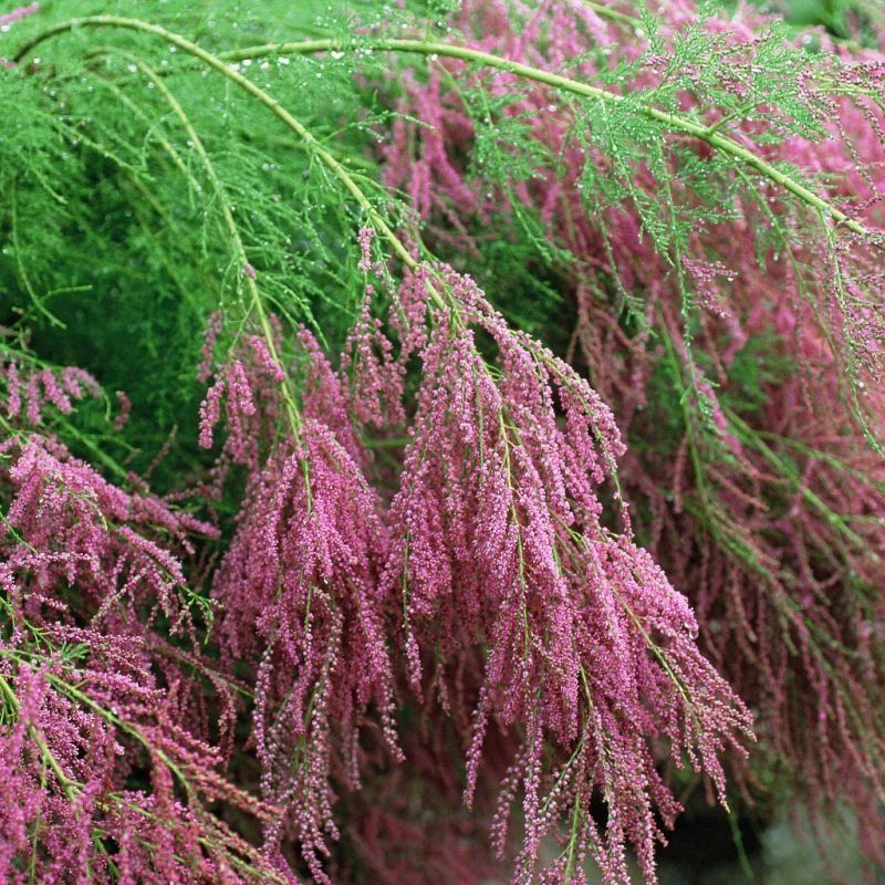 Tamarix flower seeds