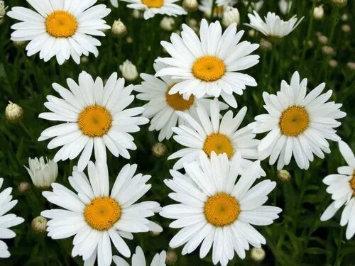 Costmary Flower Seeds showing aromatic silvery-green foliage and small yellow button-like flowers