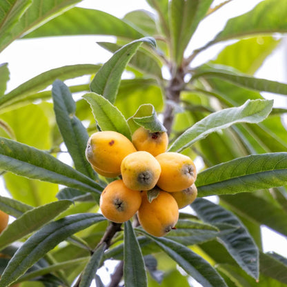 Tanaka loquat fruit tree with glossy green leaves, golden-orange fruits, and creamy-white flowers, showcasing Eriobotrya japonica for home gardens and orchards.