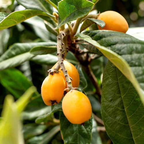 Tanaka loquat fruit tree with glossy green leaves, golden-orange fruits, and creamy-white flowers, showcasing Eriobotrya japonica for home gardens and orchards.