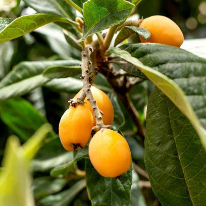 Tanaka loquat fruit tree with glossy green leaves, golden-orange fruits, and creamy-white flowers, showcasing Eriobotrya japonica for home gardens and orchards.