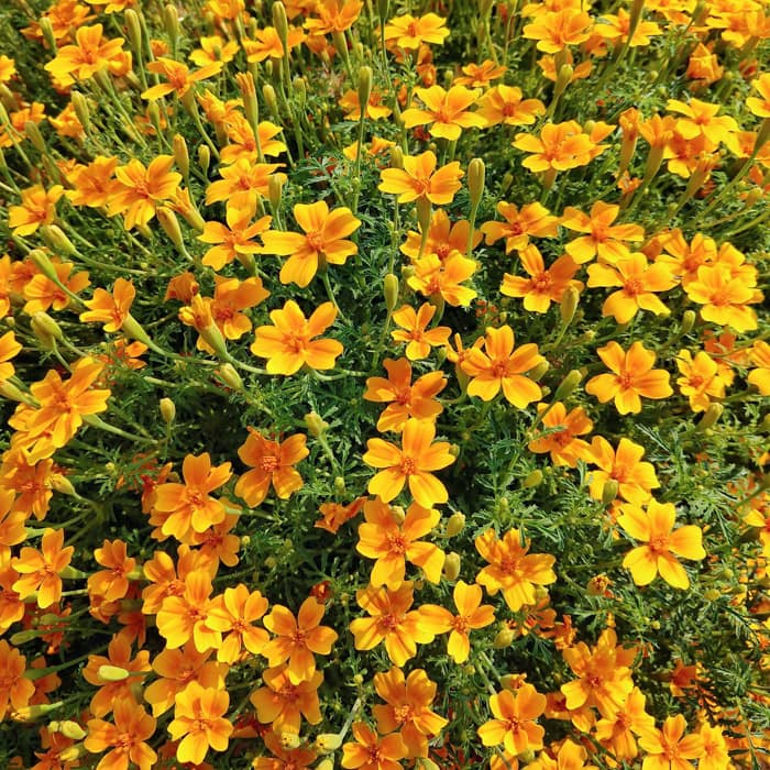 Yellow Marigold Tangerine Flower Seeds for Planting – Heirloom Non-GMO Garden Seeds