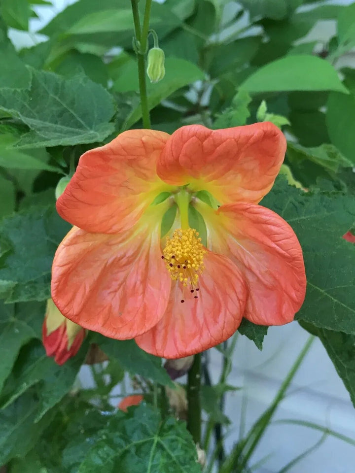 Tangerine Orange Abutilon flowering maple with golden-orange bell-shaped flowers