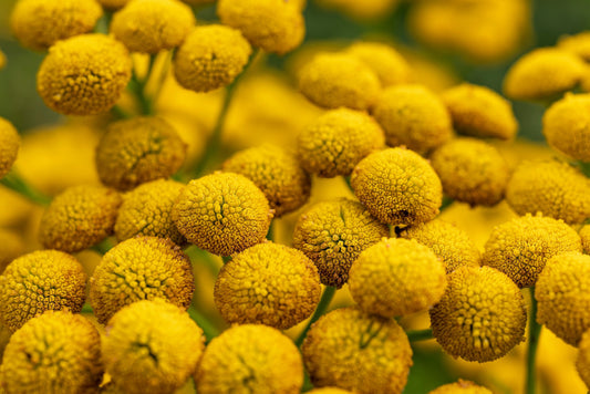 Yellow Tansy Flower Seeds for Planting – Heirloom Non-GMO Garden Seeds