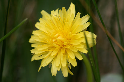 California Dandelion (Taraxacum californicum) native wildflower with yellow flower heads and green basal foliage.