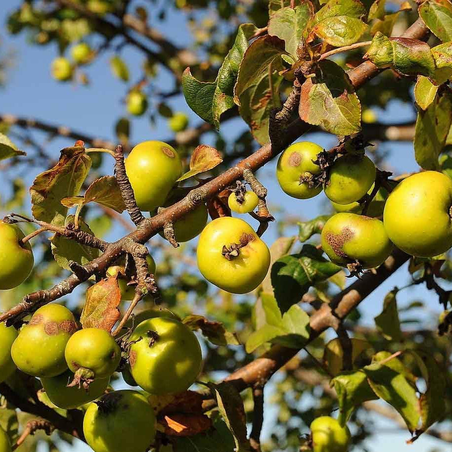 crab apple seeds