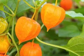 ground cherry seeds