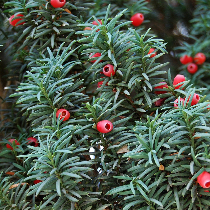 Taxus Baccata flower seeds