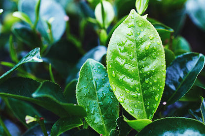 Black tea plant (Camellia sinensis) growing with glossy green leaves in a home garden