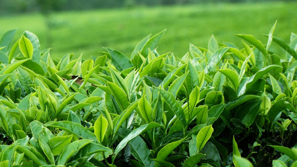 Tea Plant Seeds for Planting – Camellia sinensis Garden Seeds
