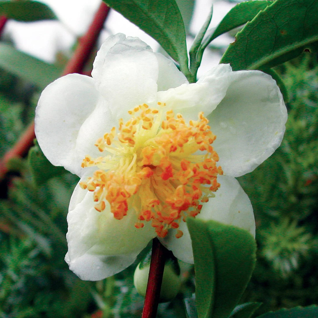 White Camellia flower seeds