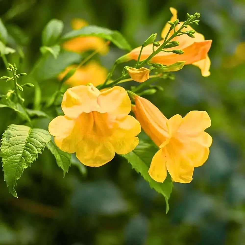 Tecoma flower seeds