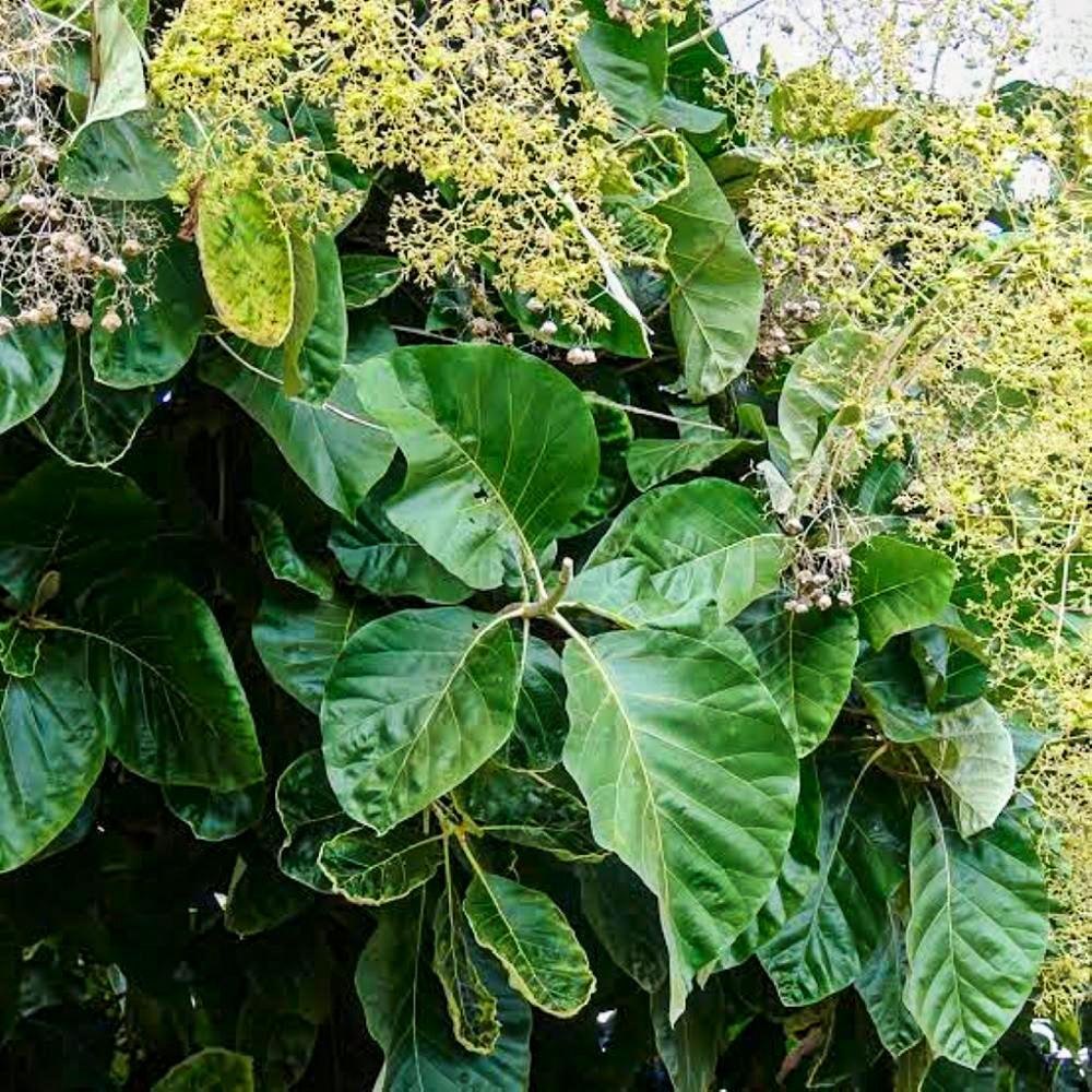 Tectona Grandis flower seeds