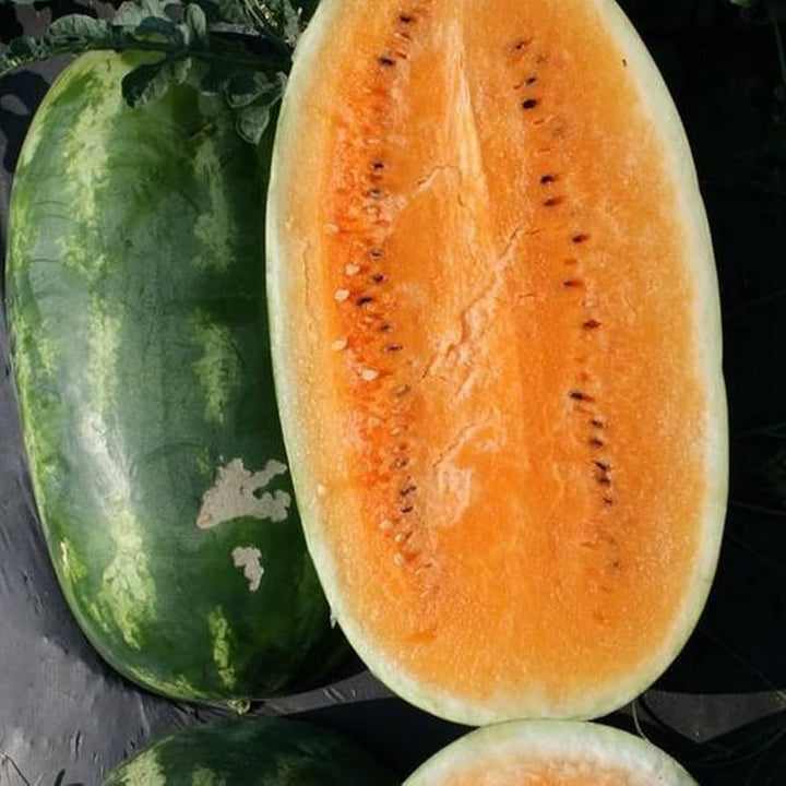 tendersweet orange watermelon seeds