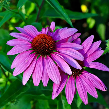 Tennessee purple coneflower with purple petals and a raised central cone growing in a sunny native wildflower garden.
