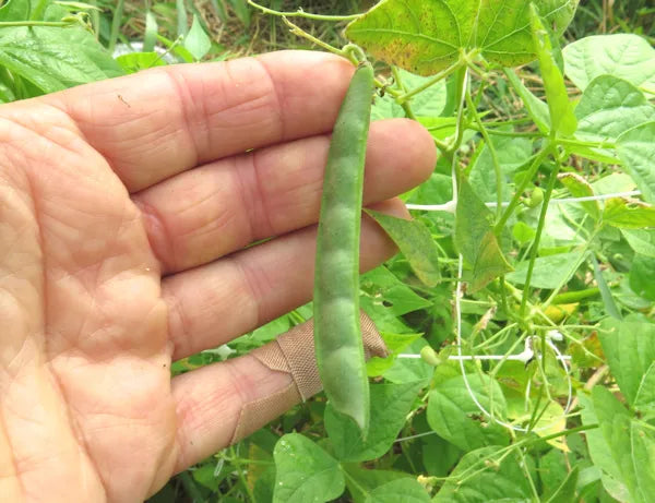 brown tepary bean seeds