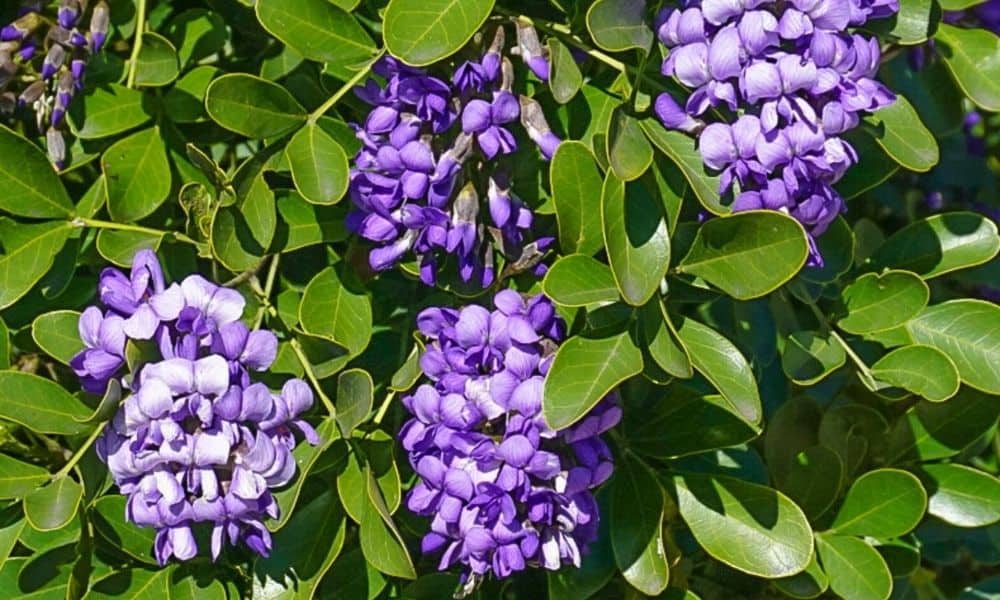 Laurel flower seeds