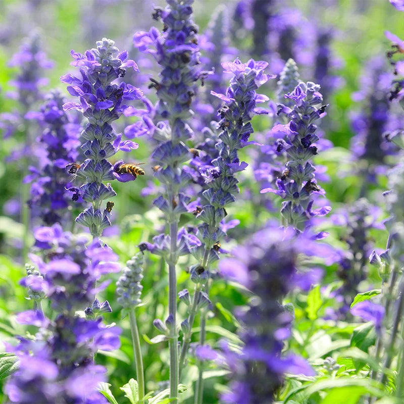 Violet Salvia flower seeds