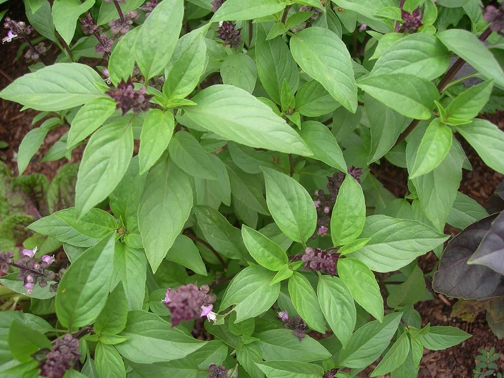 Thai Basil Herb Seeds for Planting – Heirloom Non-GMO Garden Seeds