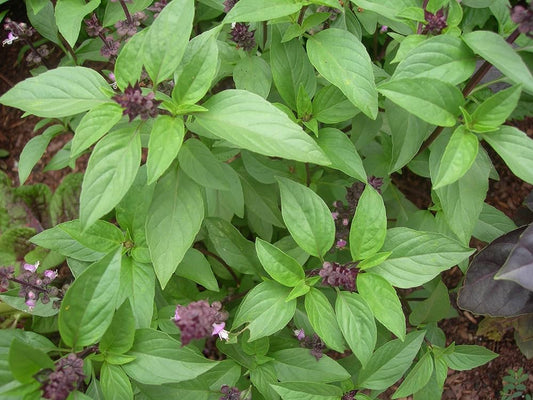 Thai Basil Herb Seeds for Planting – Heirloom Non-GMO Garden Seeds