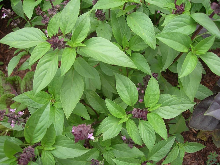 Thai Basil Herb Seeds for Planting – Heirloom Non-GMO Garden Seeds
