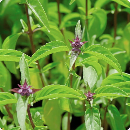 Thai Basil Herb Seeds for Planting – Heirloom Non-GMO Garden Seeds