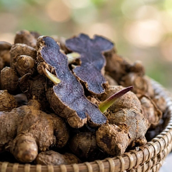 Black ginger seeds for planting with Kaempferia parviflora foliage and purple flowers