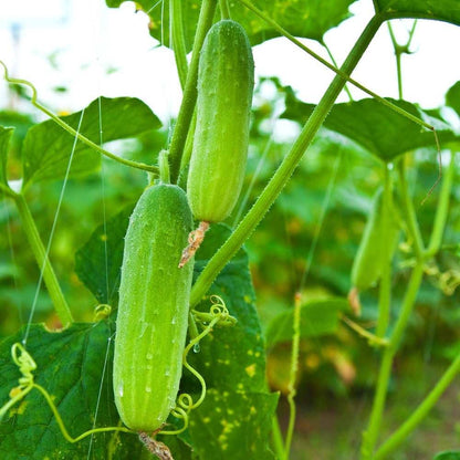 Thai Cucumber Seeds