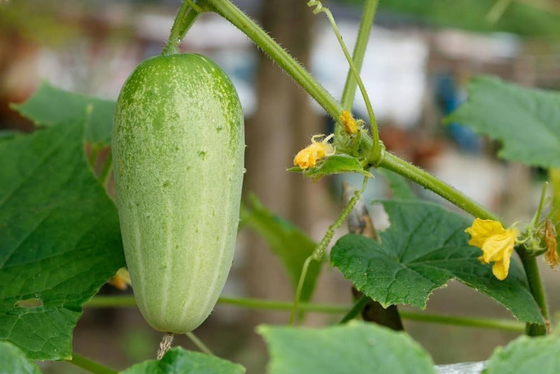 Thai Cucumber Vegetable Seeds for Planting – Heirloom Non-GMO Garden Seeds