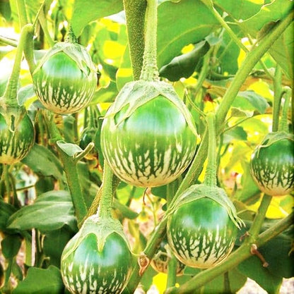 Thai Eggplant Petch Siam Seeds for Planting – Heirloom Non-GMO Garden Seeds