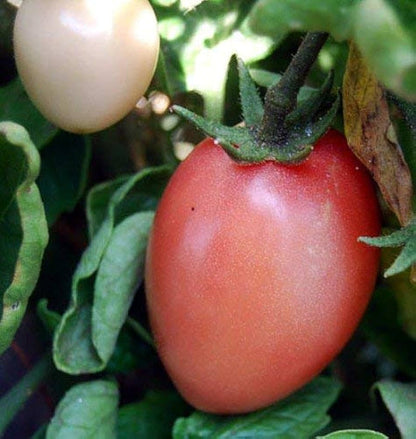 Thai Pink Egg Tomato Seeds for Planting – Heirloom Non-GMO Garden Seeds